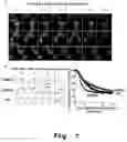 Fig. 08 - Isozyme-specific antagonists of protein kinase C