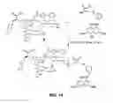 Fig. 33 - Glycomimetic antagonists for both E-and P-selectins