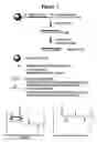 Fig. 02 - RNA interference mediated inhibition of intercellular adhesion molecule (ICAM) gene expression using short interfering nucleic acid (siNA)