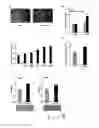 Fig. 17 - Uridine administration improves phosphatide synthesis, synaptic transmission and cognitive function