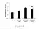Fig. 19 - Uridine administration improves phosphatide synthesis, synaptic transmission and cognitive function