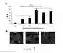 Fig. 20 - Uridine administration improves phosphatide synthesis, synaptic transmission and cognitive function