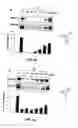 Fig. 06 - Compound for treating angiogenesis