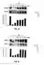 Fig. 07 - Compound for treating angiogenesis