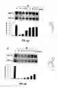 Fig. 08 - Compound for treating angiogenesis