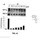 Fig. 09 - Compound for treating angiogenesis