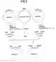 Fig. 03 - Method for treating Th2-mediated disease