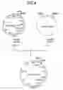 Fig. 05 - Method for treating Th2-mediated disease