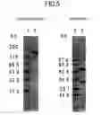 Fig. 06 - Method for treating Th2-mediated disease