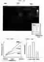 Fig. 09 - Ultrasonograph, method for displaying information on distortion of biological tissue in ultrasonic image