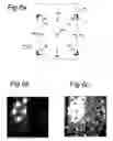 Fig. 07 - Laser doppler perfusion imaging with a plurality of beams