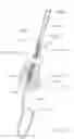Fig. 09 - Multi-lumen catheter with integrated connector