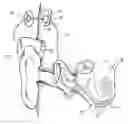 Fig. 01 - Combined stimulation for auditory prosthesis