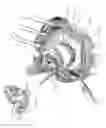 Fig. 02 - Method and apparatus for replacing a mitral valve and an aortic valve with a single homograft