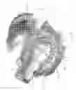 Fig. 08 - Method and apparatus for replacing a mitral valve and an aortic valve with a single homograft