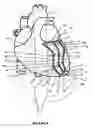 Fig. 07 - Systems for heart treatment