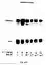 Fig. 22 - Soft tissue implants and anti-scarring agents