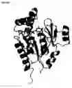 Fig. 72 - Novel purified polypeptides from Streptococcus pneumoniae