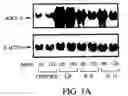 Fig. 02 - Method for treating a condition with a cytokine of the GP130 subunit signaling family linked to a polynucleotide encoding SOCS-3