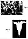 Fig. 02 - Continuous culture of conifer embryogenic tissue
