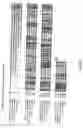 Fig. 02 - RHIZOC3 nucleic acid molecules