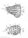 Fig. 06 - Article of footwear with perforated covering and removable components