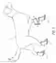Fig. 02 - Canine footwear