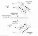 Fig. 01 - METHOD FOR REARRANGING THE ELEMENTAL IMAGES OF AN INTEGRAL PHOTOGRAPH USING HOLOGRAPHY