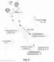 Fig. 05 - METHOD FOR REARRANGING THE ELEMENTAL IMAGES OF AN INTEGRAL PHOTOGRAPH USING HOLOGRAPHY