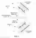 Fig. 06 - METHOD FOR REARRANGING THE ELEMENTAL IMAGES OF AN INTEGRAL PHOTOGRAPH USING HOLOGRAPHY