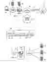 Fig. 02 - RTP payload for voice band data transmission