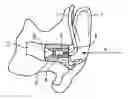 Fig. 01 - Ear insert for hearing aids