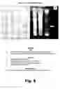 Fig. 06 - Anti-photoaging cosmeceutical composition