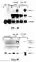 Fig. 05 - Methods of treating various cancers using melanoma differentiation associated protein-7