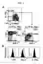 Fig. 02 - Mammalian common lymphoid progenitor cell