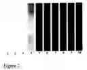 Fig. 04 - Method of treating hemolytic disease