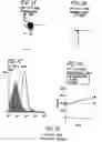 Fig. 04 - genomic sequences and methods of their use