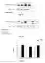 Fig. 03 - Use of propargylamine as neuroprotective agent