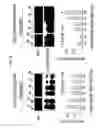 Fig. 19 - Device and method for treatment of wounds with nitric oxide