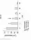 Fig. 27 - Device and method for treatment of wounds with nitric oxide