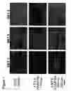 Fig. 02 - Polyelectrolyte multilayers that influence cell growth methods of applying them, and articles coated with them