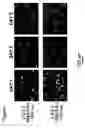 Fig. 06 - Polyelectrolyte multilayers that influence cell growth methods of applying them, and articles coated with them