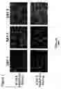 Fig. 07 - Polyelectrolyte multilayers that influence cell growth methods of applying them, and articles coated with them