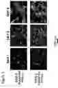 Fig. 08 - Polyelectrolyte multilayers that influence cell growth methods of applying them, and articles coated with them