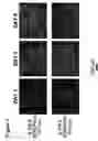 Fig. 09 - Polyelectrolyte multilayers that influence cell growth methods of applying them, and articles coated with them