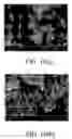 Fig. 19 - Polymer coating/encapsulation of nanoparticles using a supercritical antisolvent process