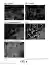 Fig. 07 - Pramyxovirusl vectors encoding antibody and utilization thereof