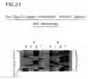 Fig. 33 - Nucleic acid cloning