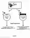 Fig. 09 - Antibiotics based upon bacteriophage lysis proteins