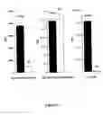 Fig. 22 - Antibiotics based upon bacteriophage lysis proteins
